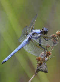 Yellow-sided Skimmer